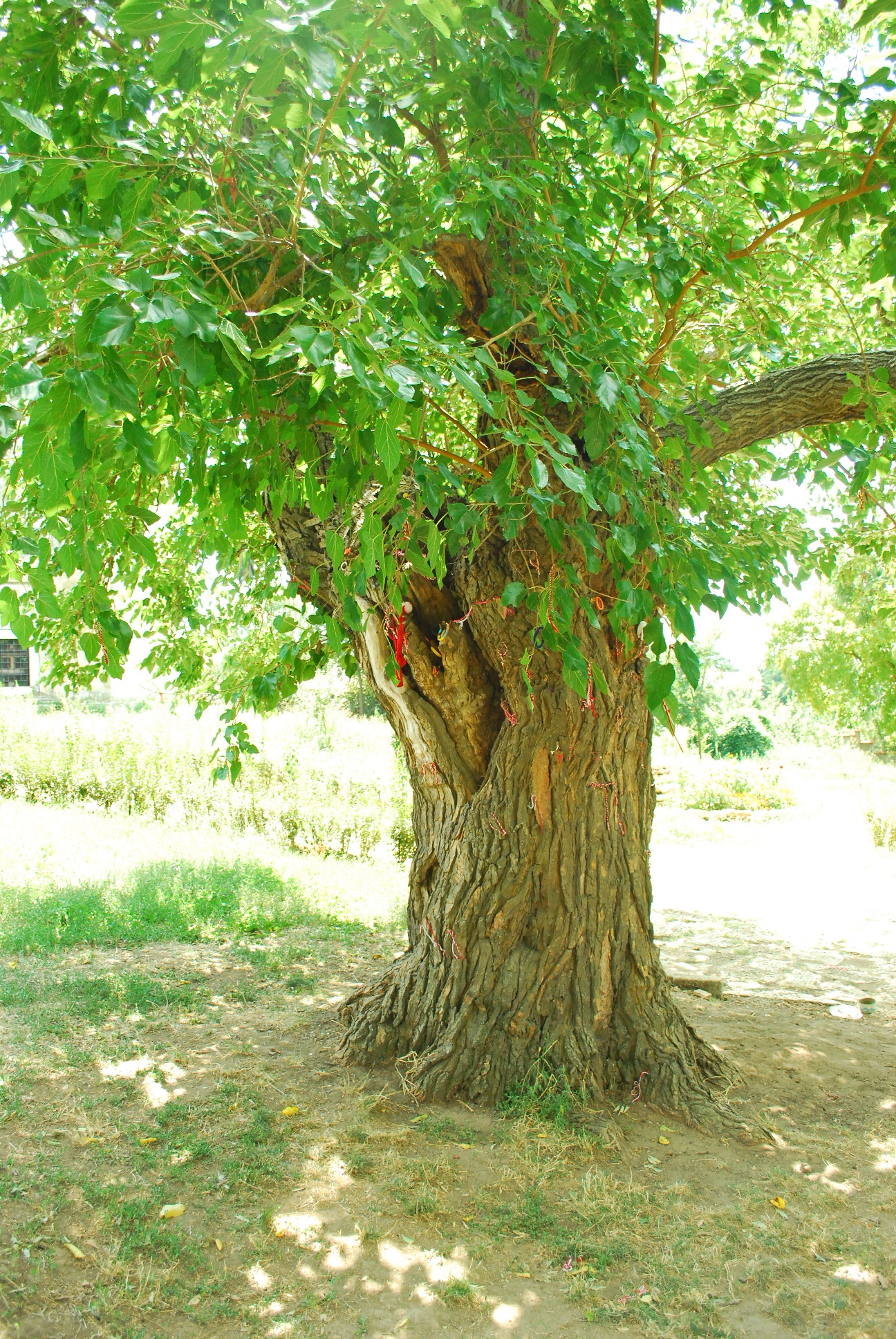 DSC_0707.JPG