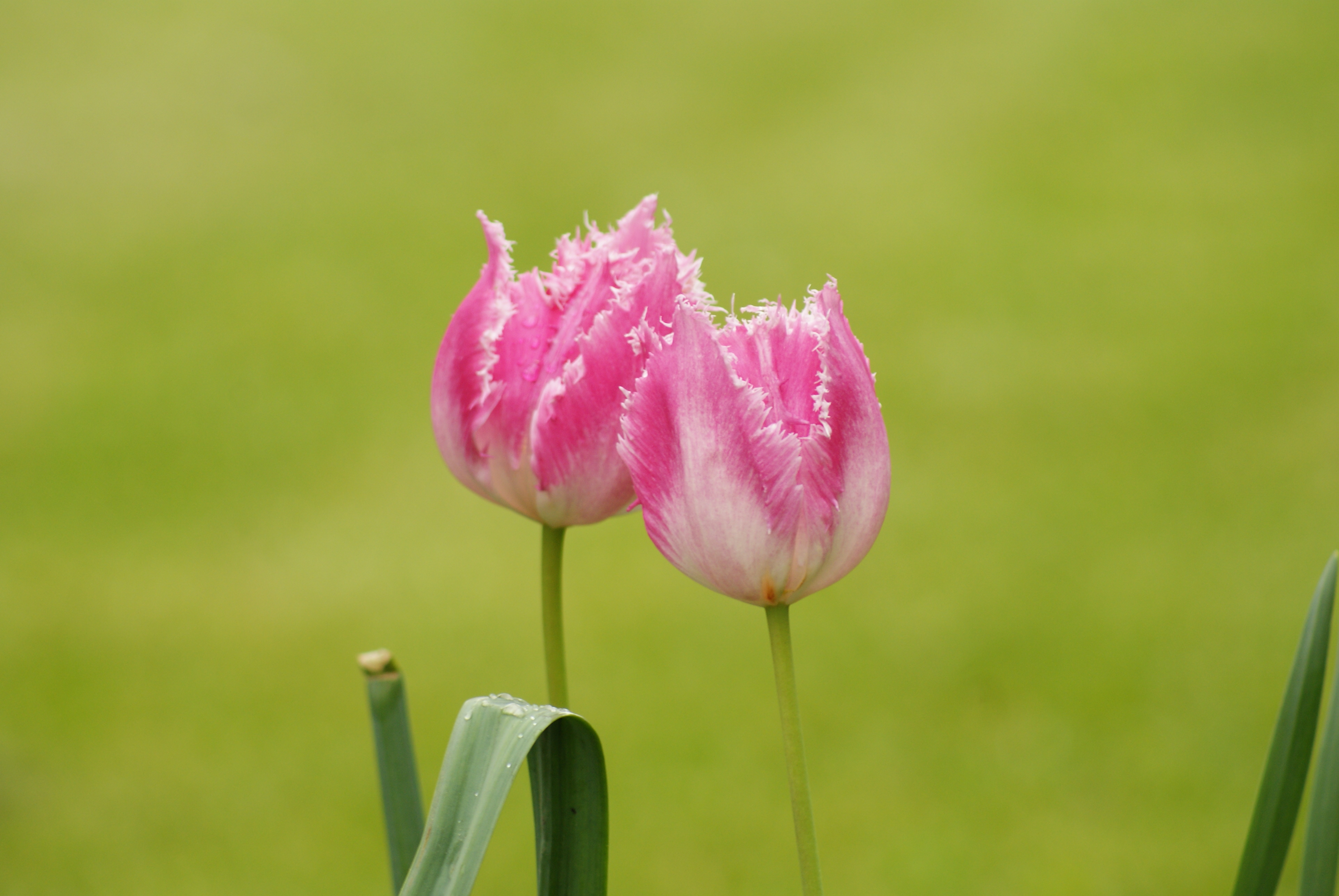 flower.JPG